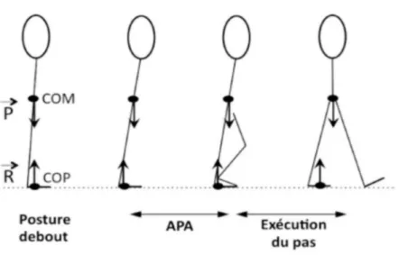 Figure 8 : Illustration de l’interaction CM / CP dans le processus d’initiation de la marche  dans le plan sagittal (adapté de Couillandre, 2008) 