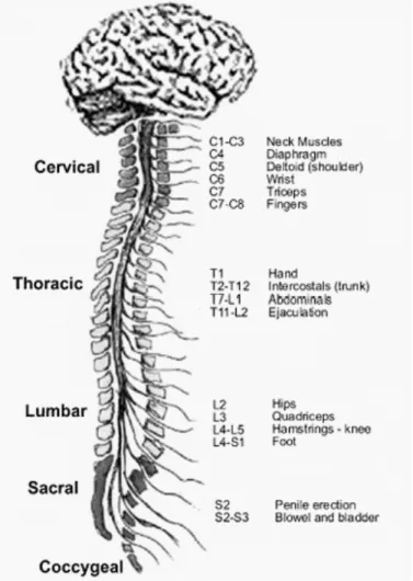 Figure 2. Représentation schématique de l’innervation musculaire par les nerfs spinaux (empruntée et  adaptée de thewellingtonneurosurgeryunit.com)
