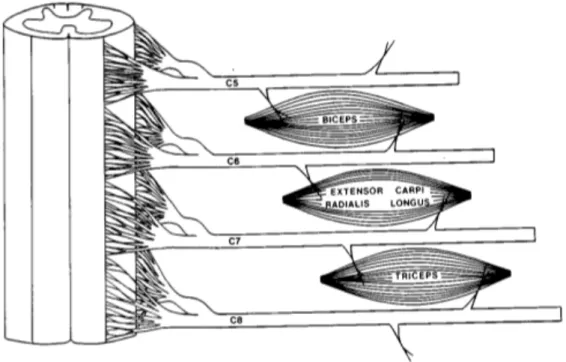 Figure  3.  Représentation  schématique  de  l’innervation  des  trois  principaux  muscles  du  membre  supérieur par deux segment de nerfs (empruntée à Maynard et coll., 1997)