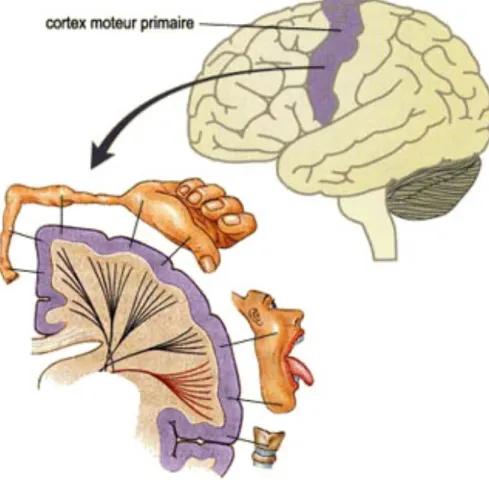 Figure 13. Région anatomique du cerveau correspondant à M1 (graphique du haut, aire violette) et  organisation somatotopique de M1