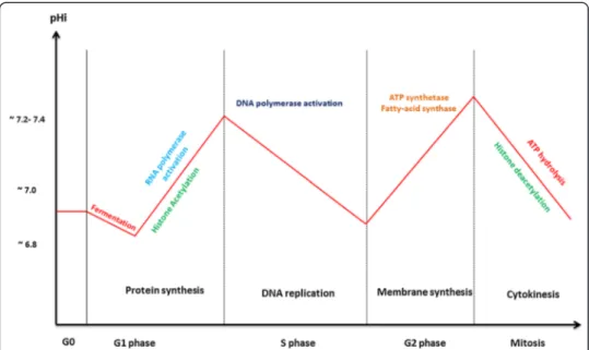 Fig. 4 Intracellular pH variation and metabolic activity through the cell cycle. Resting cells have been shown to have a basal oxidative metabolism and a pHi around 7