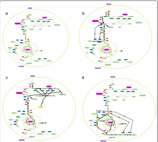 Fig. 1 The central carbon metabolism (CCM). a The different phases of the eukaryotic cell cycle could be explain by reductive-oxidative (redox) transitions in the CCM