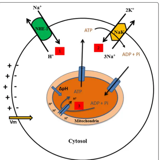Fig. 3 Intertwined relationship between ATP/ADP ratio, the intracellular (pHi) and the transmembrane potential (Vm)