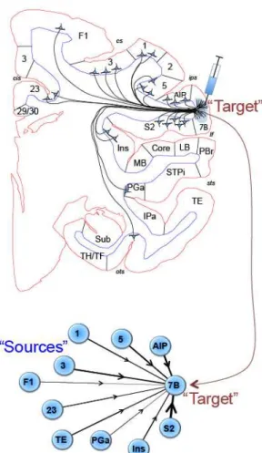Figure 2. Retrograde tracer injections reveal the network properties of the cortex.  