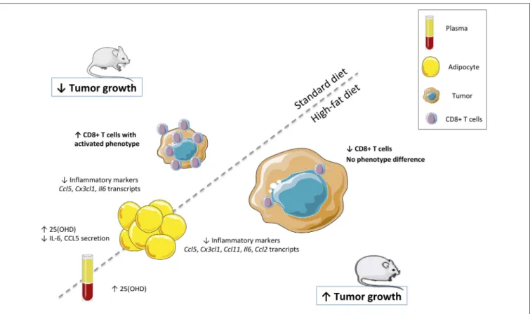 FIGURE 6 | Vitamin D controls breast cancer tumor growth and CD8+ T cells infiltrating the tumor