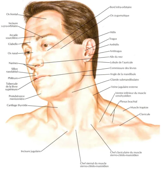 Figure 6 : Anatomie de surface de la face. D'après Frank H. Netter. et al [2]. 