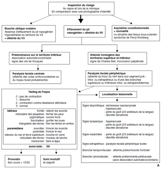 Figure 11 : Tableau récapitulatif de l'examen clinique d’une paralysie faciale d'après Taillia et al