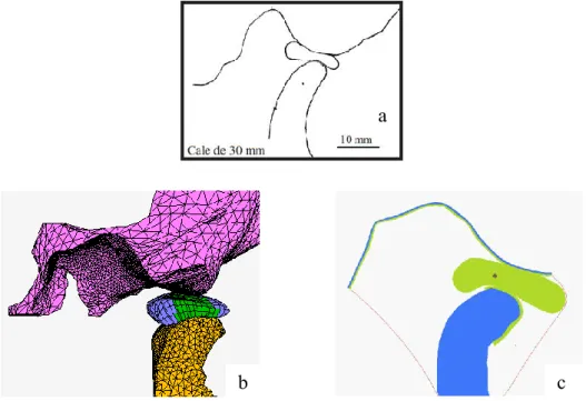 Figure 3. 10 : : Coupe sagittale d'une ATM a) Modèle de Aoun et al.[45] b) Modèle (A)[1], c) Modèle C pour un espace  interincisal de 30mm 