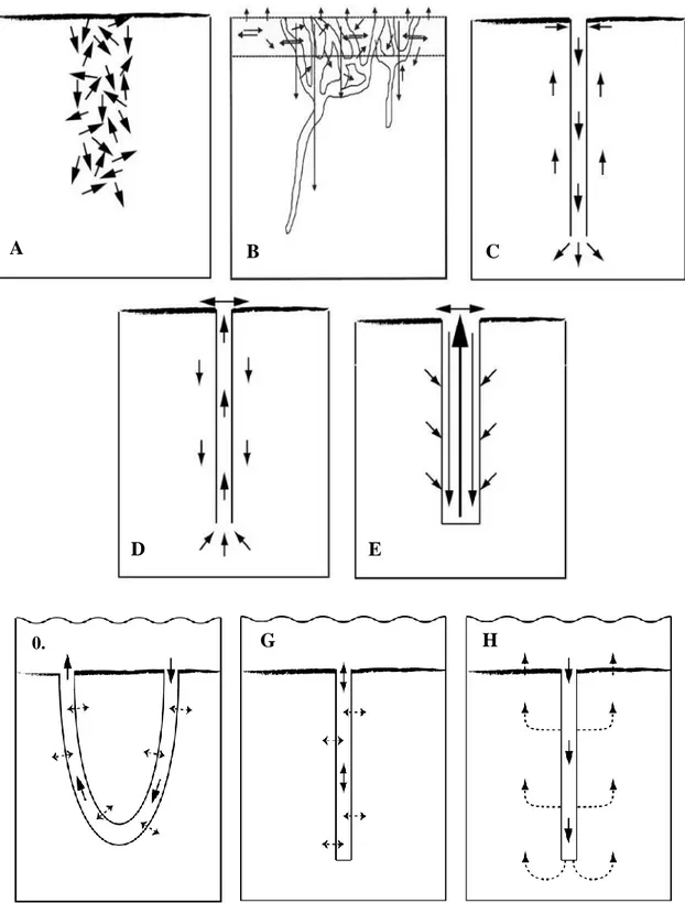 Figure  I.6  :  Représentations  schématiques  des  différents  groupes  fonctionnels  de  remaniement  sédimentaire  (A  à  E),  et  de  bioirrigation  (F  à  H)