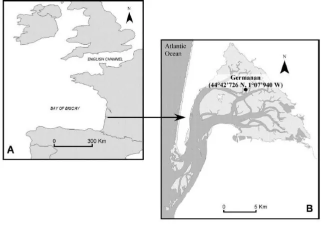 Figure II.2 : Localisation du bassin d’Arcachon (A) et du site de prélèvement Germanan (B) (d'après  Bernard et  al., 2014) et photographies de la zone de vase nue (C) et de l’herbier à Zostera noltei (D) du site de Germanan.
