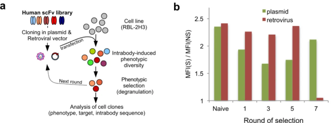 Figure 2. Analysis of selected clones. a) Distribution of the b-hexosaminidase release measured on 126 stable clones isolated from the last round of the plasmid selection