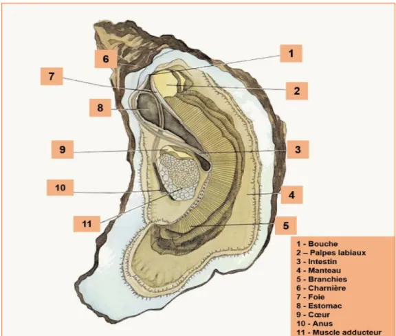 Figure 4 : Schéma représentant les principaux organes chez l’huître creuse  Crassostrea gigas