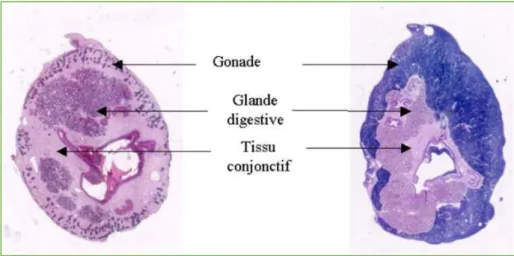 Figure 11 : Coupes histologiques de masse viscérale d'une huître creuse  adulte, les différents tissus sont différenciés par leur coloration, tiré de  (Fabioux et al