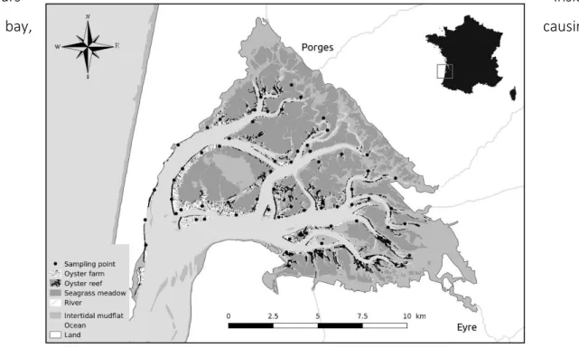 Figure 12: Map of Arcachon Bay with its principal ecological components: Eyre  and Porges rivers; seagrasses beds (Zostera noltei), oyster reefs (Lafond, 2012)  and oyster farms