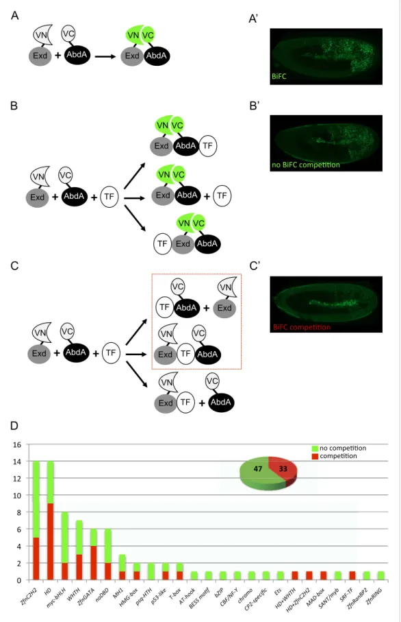 Figure 1. A BiFC competition screen identifies candidate transcription factors (TFs) as potential binding partners of the Hox protein AbdominalA (AbdA)