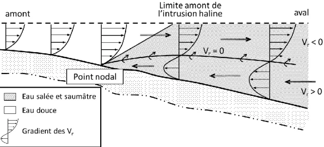 Figure 10. Représentation schématique des vitesses résultantes dans un estuaire partiellement mélangé (moyennement  stratifié)