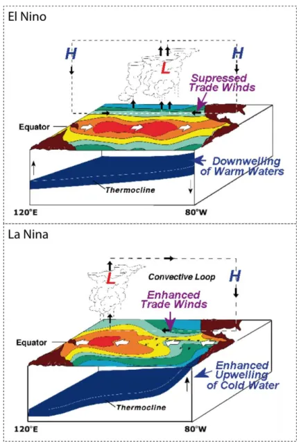 Figure  13.  Vue  schématique  des  conditions  El  Nino/La  Nina  dans  le  Pacifique,  et  des  répercutions  atmosphériques et océaniques dans la région du Pacifique (http://fr.wikipedia.org/wiki/El_Nino)