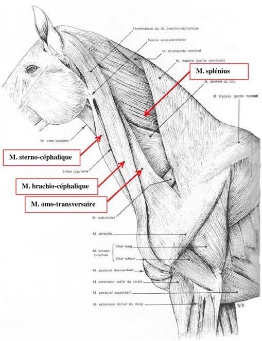 Fig. 2.7 Muscles superficiels de l’encolure. (Barone R.) 