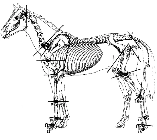 Fig.  2.14  Positionnement  des  marqueurs  anatomiques  et  définition  des  segments  (Buchner  et  al.,  1997)