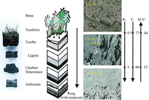Figure 7- Evolution des charbons pendant la carbonification : Ro Pouvoir réflecteur de la vitrinite ; C :  cendres et M.V : matières volatiles