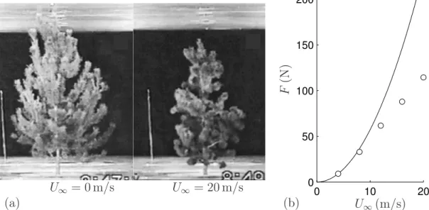 Figure 1.4 – Mesures expérimentales de la reconﬁguration de la cime d’un pin de Murray (Pinus contorta) en souﬄerie par Rudnicki et al