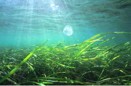 Figure 1.12 – Photo d’un couvert végétal dans un herbier de zostères marines (Zostera marina) (Tigani, 2006).