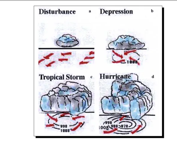 Fig. 1.1: Diff´ erents stades d’une perturbation tropicale. D’apr` es Nuissier (2003).
