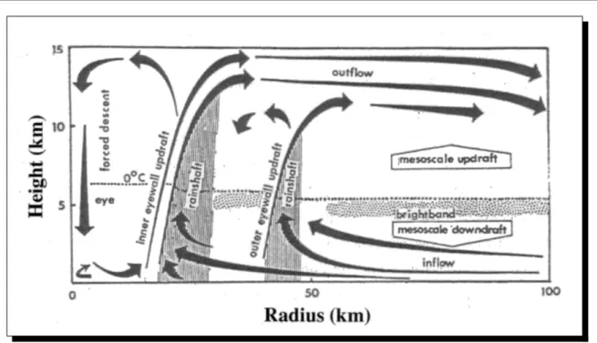 Fig. 1.4: Sch´ ema de la circulation secondaire (radiale et verticale) dans le cœur d’un cyclone tropical