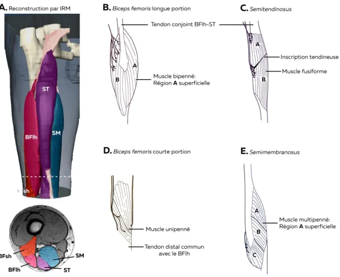 Figure  1  -  Anatomie  des  ischio-jambiers.  A.  Acquisition  IRM  permettant  de  représenter  les  muscles  ischio- ischio-jambiers en 3D (haut) à partir de la délimitation des muscles sur chaque coupe (bas)