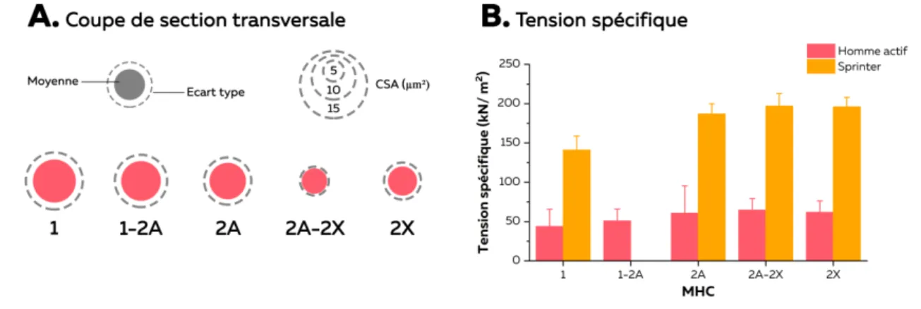 Figure 2 – Propriétés des fibres musculaires. CSA (A) et tension spécifique (B) des fibres du vastus lateralis chez  l'homme actif (Bottinelli et al., 1996) et le sprinter élite (Trappe et al., 2015) 