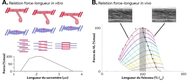 Figure 3 – Relation force-longueur (A) La relation force - longueur mesurée in vitro prend ici en compte la longueur  du sarcomère et l’espace entre les filaments
