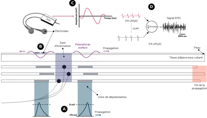 Figure 6 – Représentation d’une UM composée de trois fibres musculaires. Un potentiel d’action musculaire est  généré (A) se propageant au travers du volume le séparant des électrodes disposées à la surface de la peau (B)