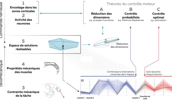 Figure 11 – Théories du contrôle moteur. L’espace de solutions réalisables est déterminé à partir des contraintes  nerveuses  et  mécaniques  liées  à  la  tâche  et  aux  muscles  impliqués  (1  à  5)