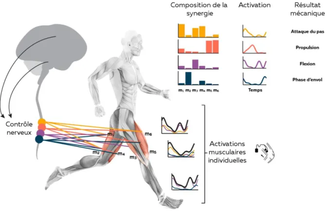 Figure  12-  Illustration  du  concept  de  synergies  musculaires.  Le  système  nerveux  central  module  l’activation  temporelle  des  synergies  afin  de  produire  la  réponse  mécanique  nécessaire  à  l’accomplissement  de  la  tâche  (Neptune et a