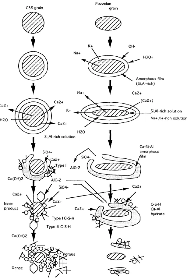 Figure 2.16 Mécanisme de réaction impliquée dans le développement des grains de C3S-  pouzzolane, d’après Rajasekaran (2005) 