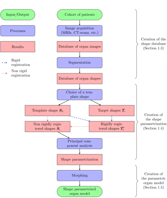 Figure 1.1: Complete flowchart for the construction of shape-parametrized organ models