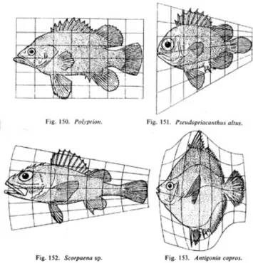 Figure 1.4: Extract from D’Arcy Thompson’s book [276]. The shapes of different fishes is related through diffeomorphisms.