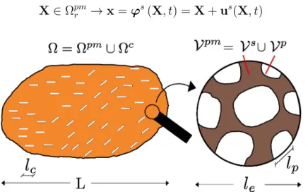 Figure 1.2: Mesoscopic structure of the body and microscopic REV.