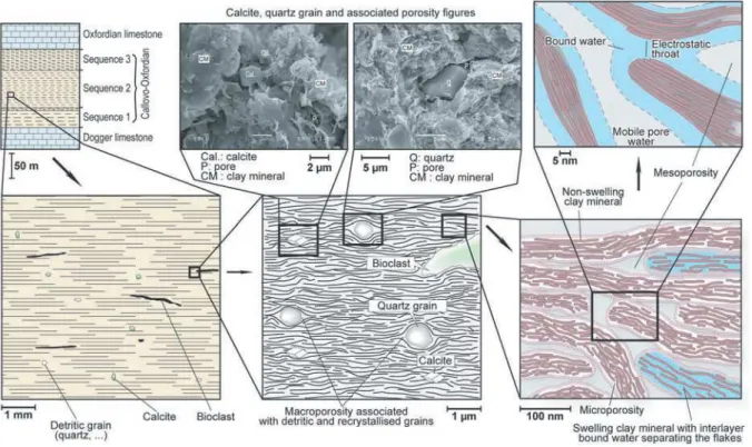 Figure 3. Schéma illustrant la microstructure de l’argilite du Callovo-Oxfordien (Yven et al