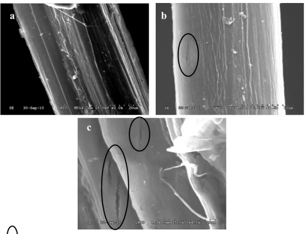 Figure II.3 : Microscopies de la surface d'une fibre de chanvre défibré manuellement a)  et thermo-mécaniquement b), c) 