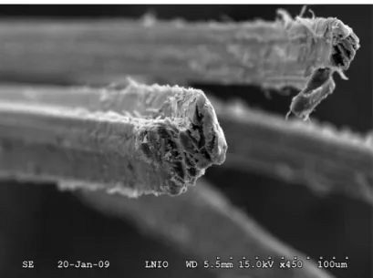 Figure II.7 : Photo MEB (microscope à balayage électronique) de plusieurs fibres de  chanvre au point de rupture 