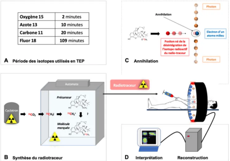 Fig. 1 Différentes étapes nécessaires à l ’ obtention d ’ une imagerie TEP. Principaux isotopes utilisés en imagerie TEP (A)