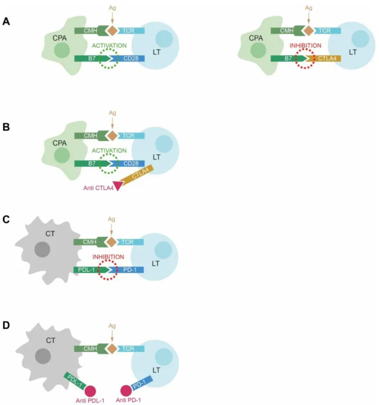 Fig. 1 Interaction des cellules T avec les cellules dendritiques et les cellules tumorales : les points de contrôle immunitaires CTLA-4 et PD-1/PD-L1