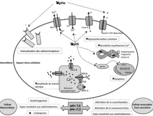 Fig. 1 Physiopathologie et effets cellulaires de l ’ acidose lactique sévère (pH &lt; 7,2) Ica : Canal calcique L-type ; IP3-R : récepteur inositol-1,4,5-triphosphate ; NCX : échange Na + /Ca 2+ ; NHE : échange Na + /H + ; pHe : pH extracellulaire ; pHi : 