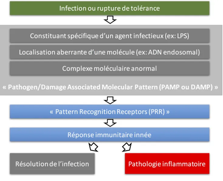 Fig. 1 Principes de la réponse immunitaire innée après reconnaissance d ’ un signal de danger