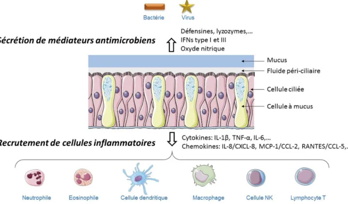 Tableau 1 Médiateurs principaux libérés pas la cellule épithéliale respiratoire