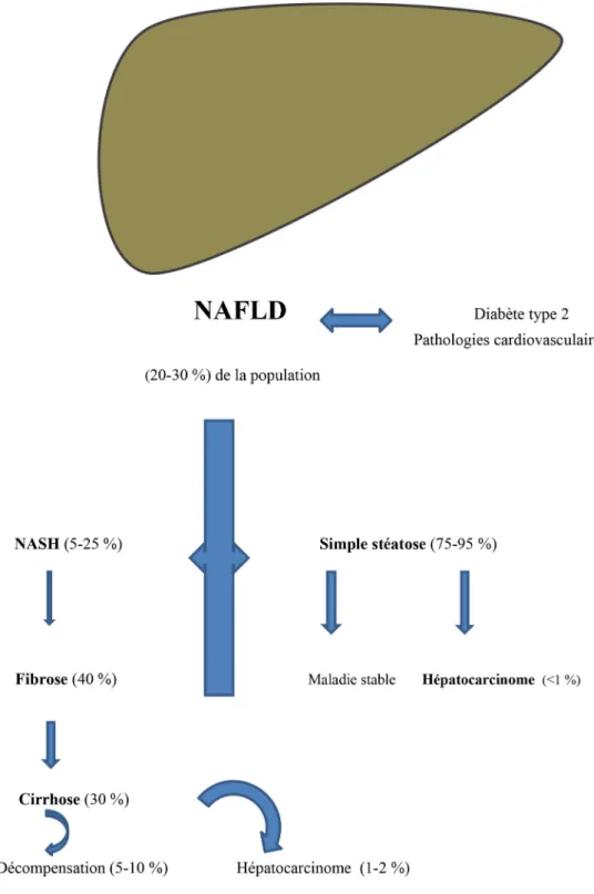 Fig. 1 Histoire naturelle de la NAFLD (adapté de [2,4])