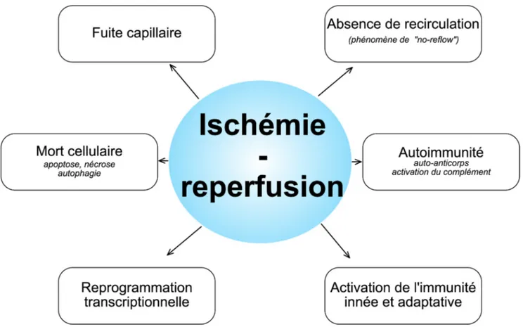 Fig. 1 Conséquences de l ’ ischémie – reperfusion au cours du syndrome post-AC (adapté de Eltzschig et Eckle [6])