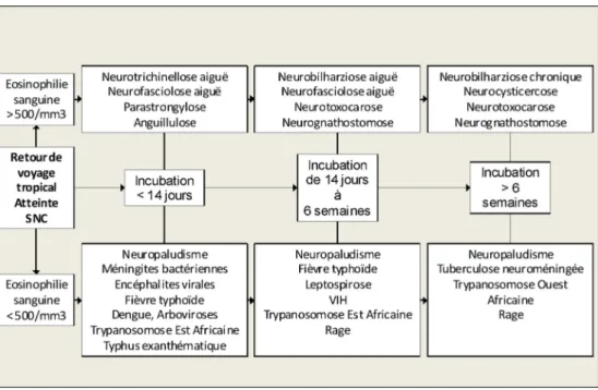 Fig. 1 Liste des étiologies les plus fréquentes à évoquer devant des troubles neurologiques centraux au retour de pays tropical en fonc- fonc-tion du taux d ’ éosinophiles et de la durée d ’ incubation des maladies