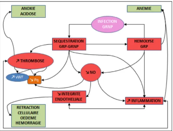 Fig. 2 Schéma simplifié de la physiopathologie du neuropaludisme présentant les différents acteurs à l ’œ uvre (formes à fond rouge) et les conséquences de leurs interactions (formes à fond vert)